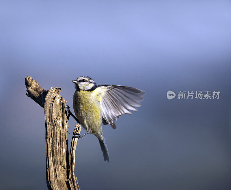 蓝色山雀落在树枝上