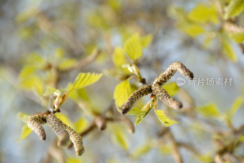 桦树在春天落叶