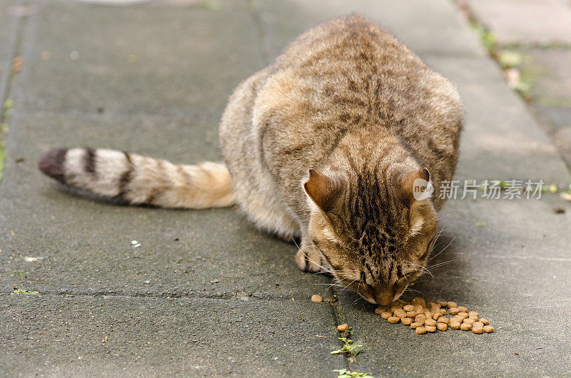 猫吃食物