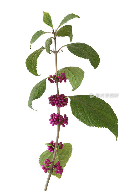 美国紫珠植物