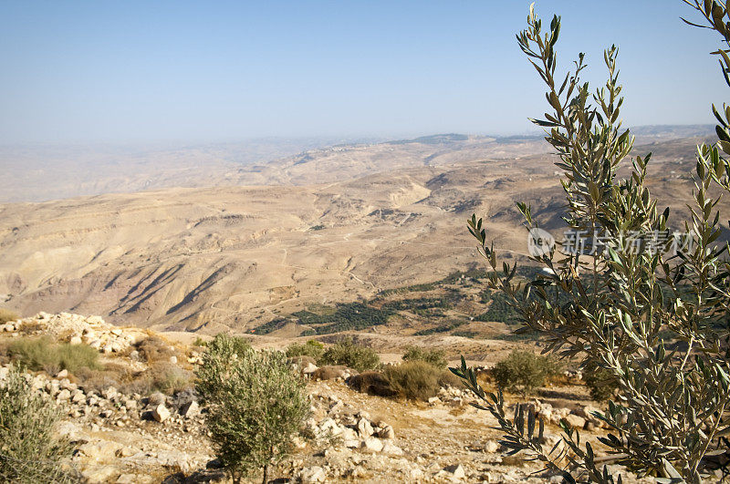 橄榄树和景观从尼波山，约旦