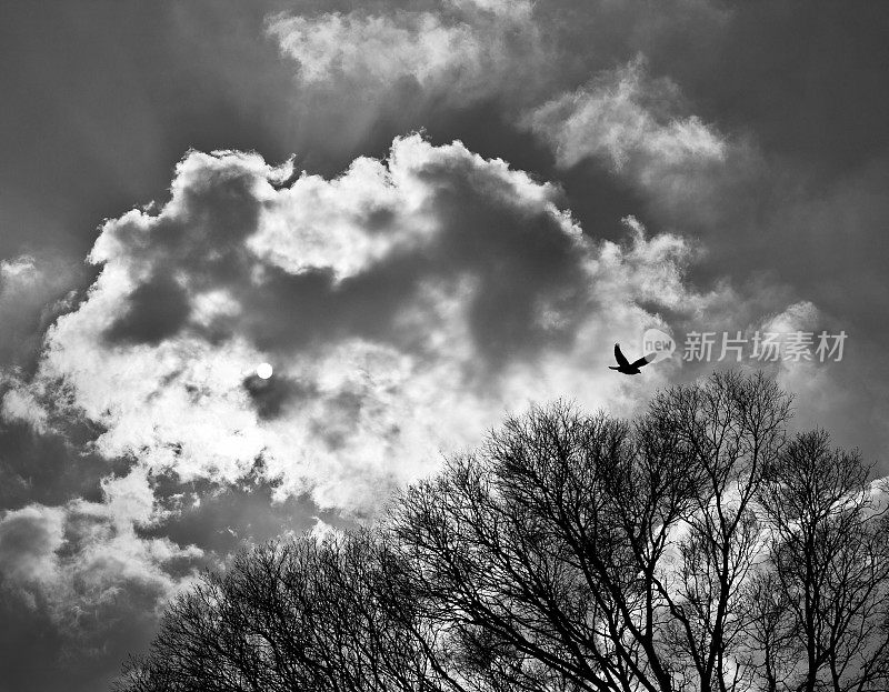云后的太阳和飞过树的鸟