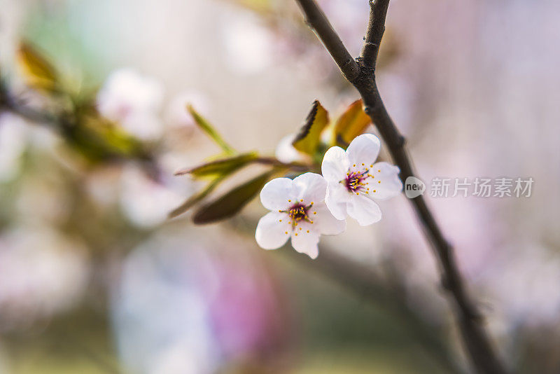 樱花樱花