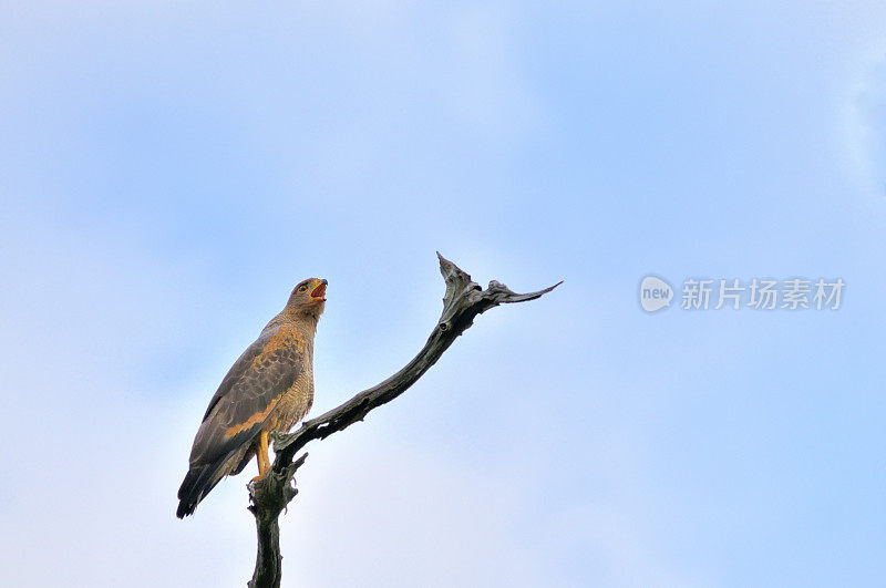 潘塔纳尔草原鹰栖息