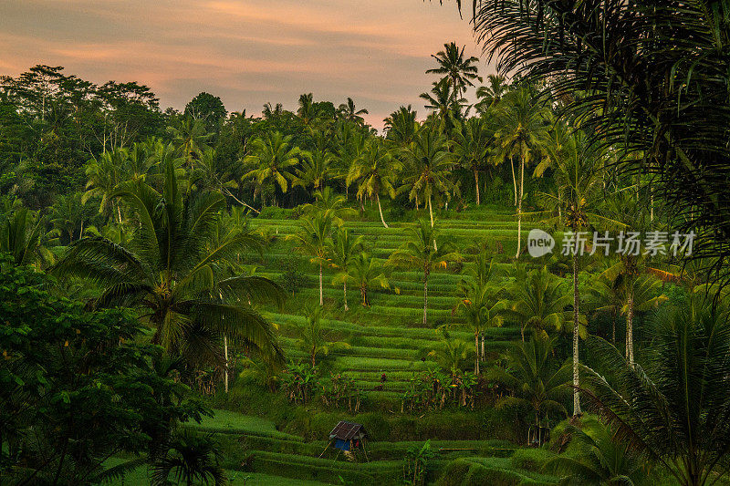 日出时巴厘岛中部的稻田