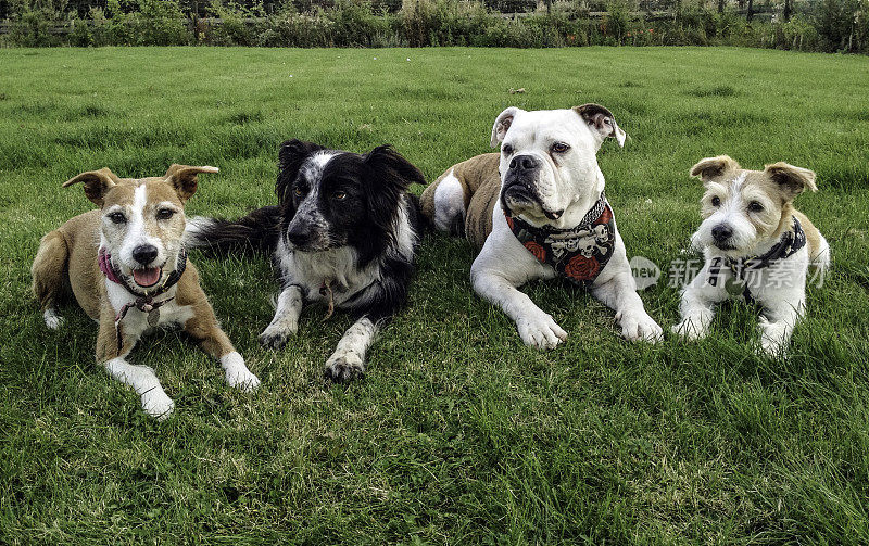 两只小猎犬，边境牧羊犬和一只英国斗牛犬