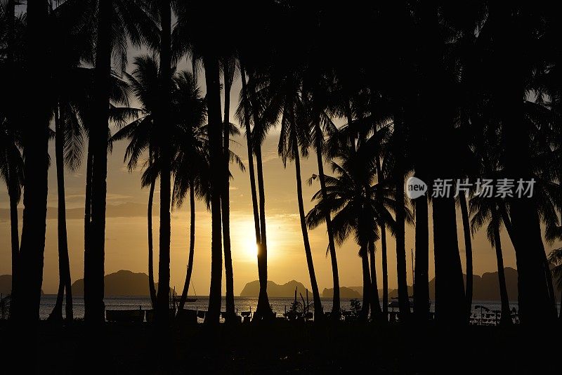 热带的夜晚，棕榈树的剪影