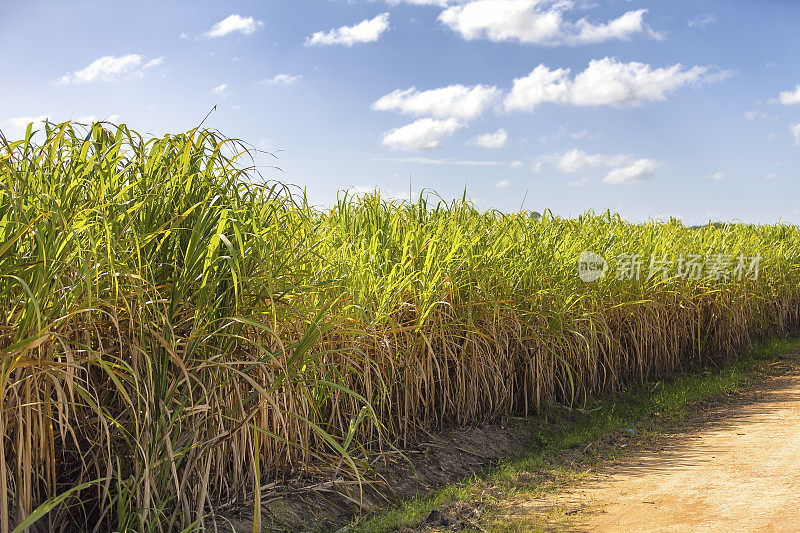 加勒比海的甘蔗田