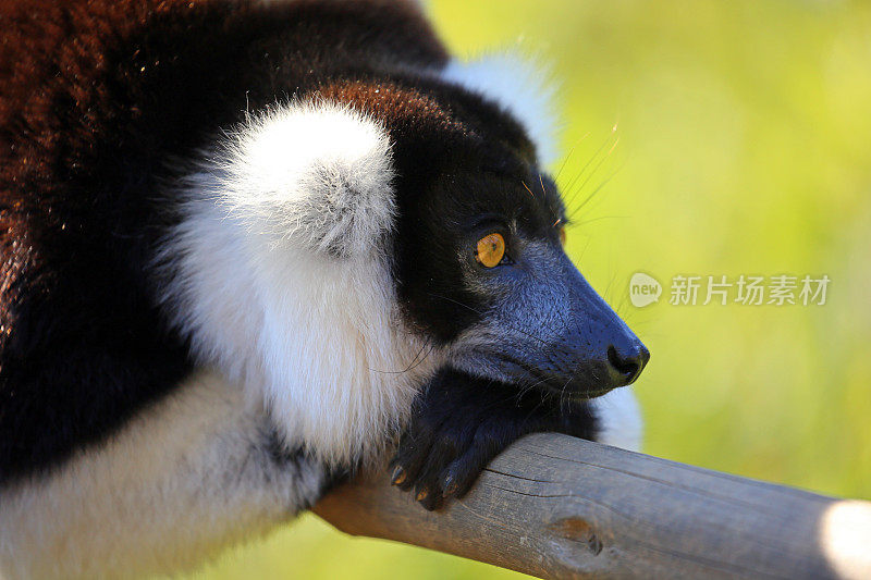 马达加斯加:黑白卷毛狐猴