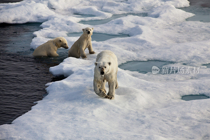 三只北极熊在冰流上