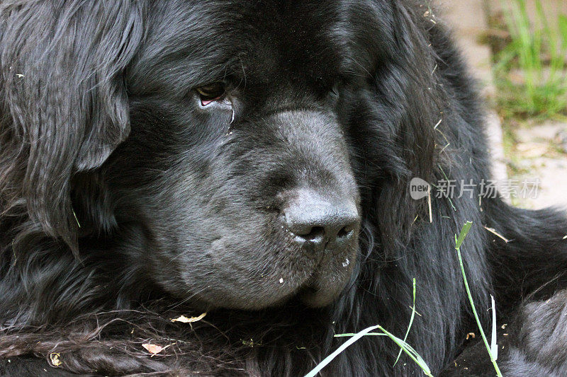 加拿大:纽芬兰犬