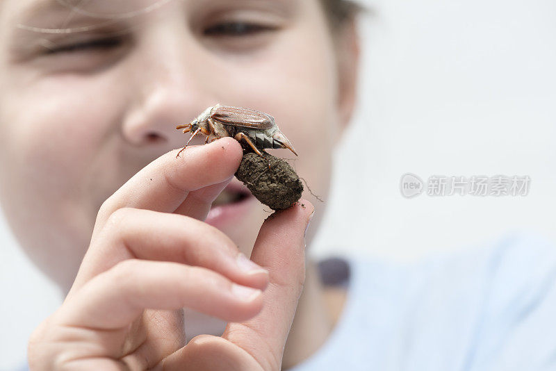 年轻女孩在检查五月虫甲虫。