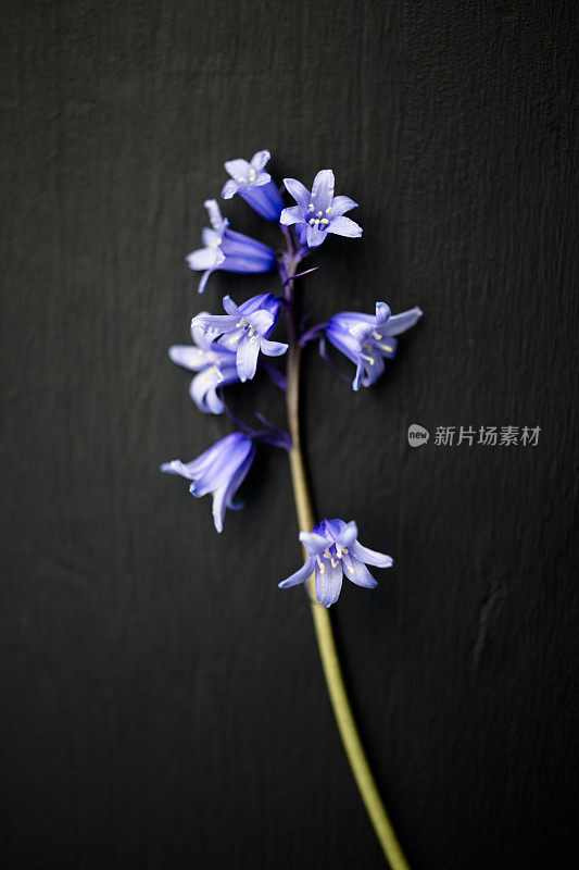 蓝铃花映衬着黑色油漆的木头
