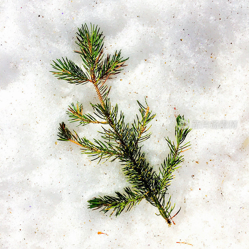 雪中的松树枝