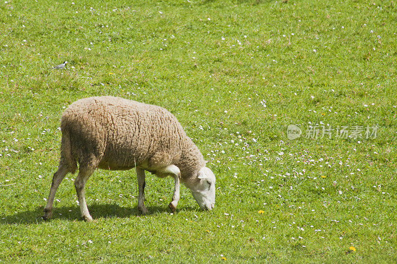 绿色草地上的羊群。