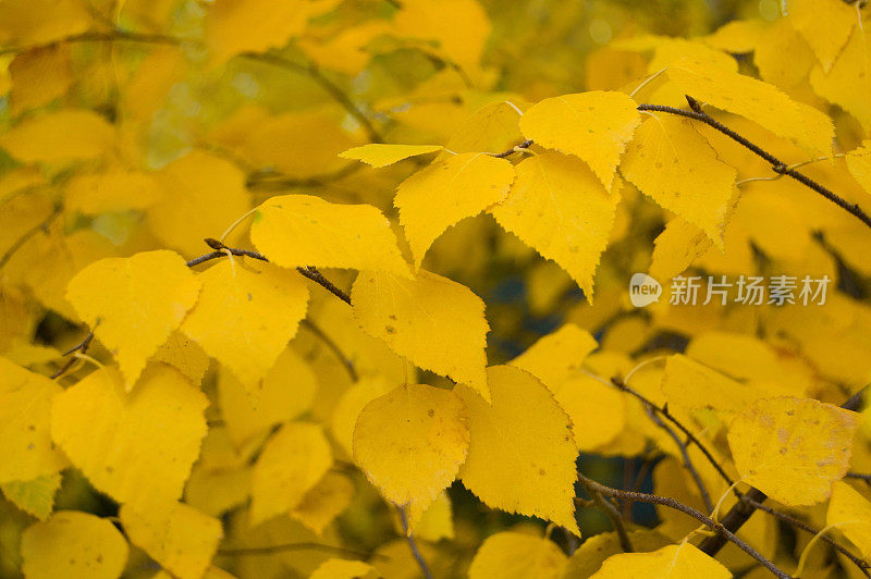 桦树的叶子背景