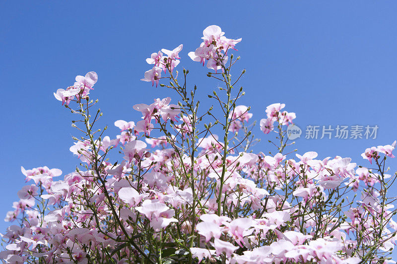 淡红的淡红多年生花卉，映衬着夏日的蓝天