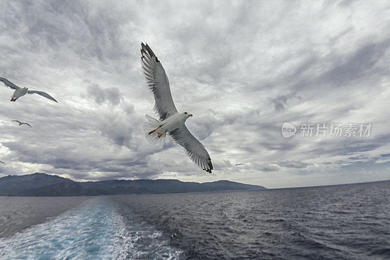 海鸥