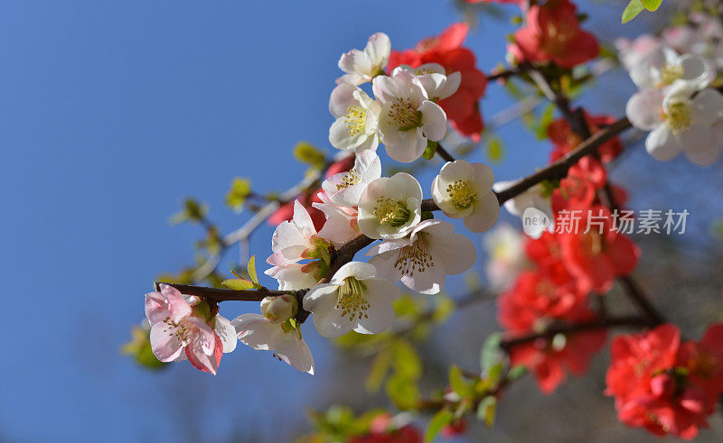 樱花,日本