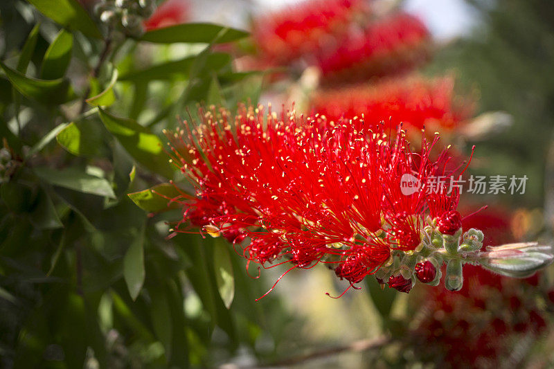 红花树，柑橘树