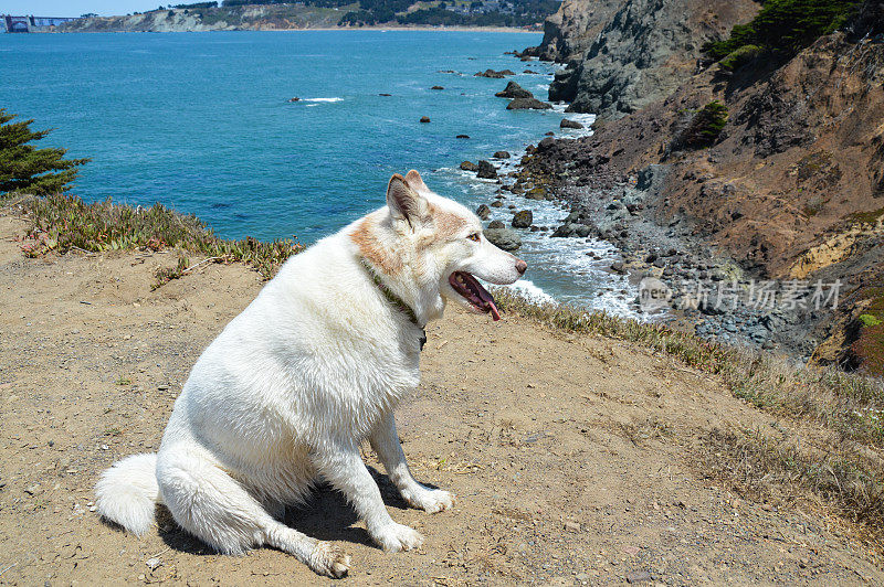 可爱的哈士奇海滩的景色