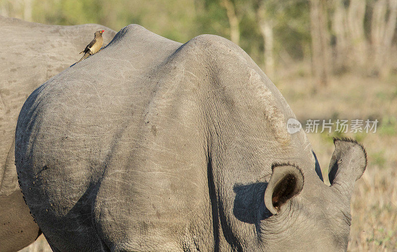 红嘴Oxpecker