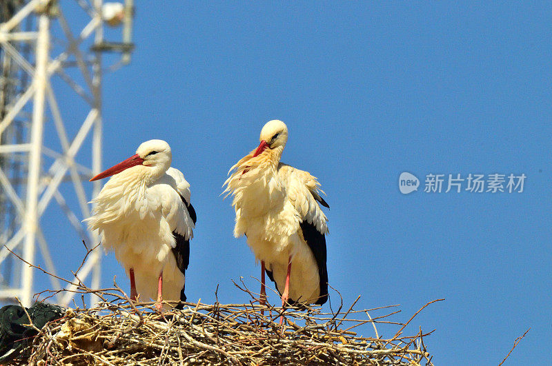 白鹳雏鸟站在巢里