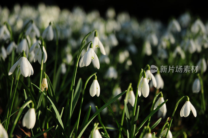 雪花莲(雪花属)