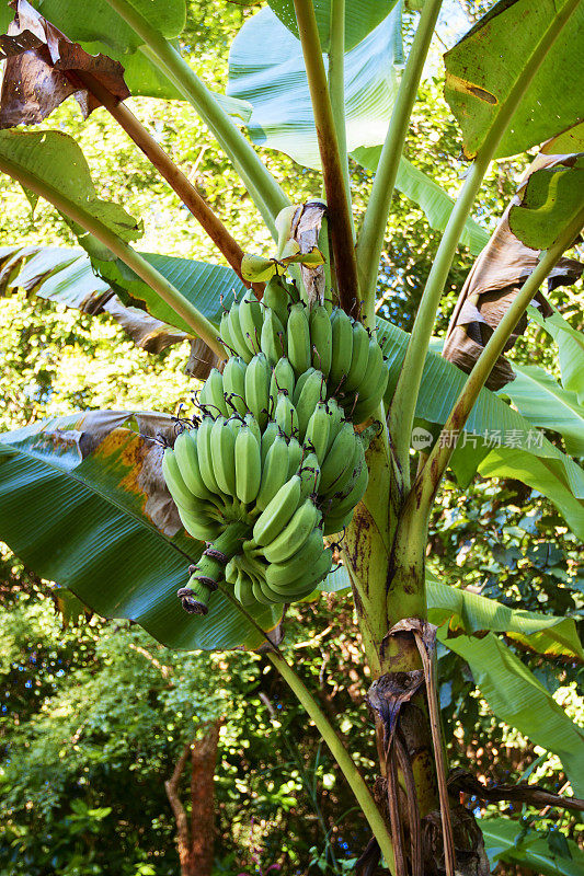 泰国一棵香蕉树上的未成熟香蕉
