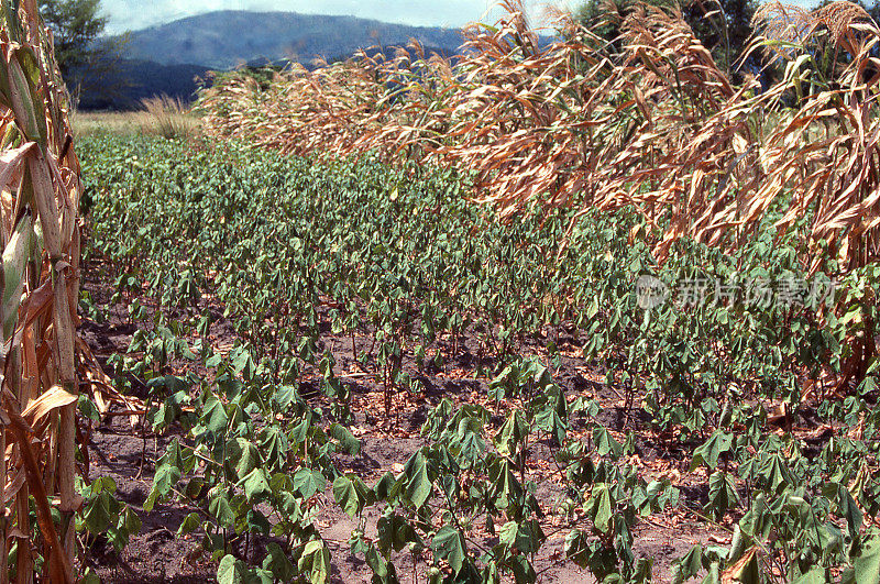 非洲马拉维下郡山谷农田中因干旱而干燥的作物