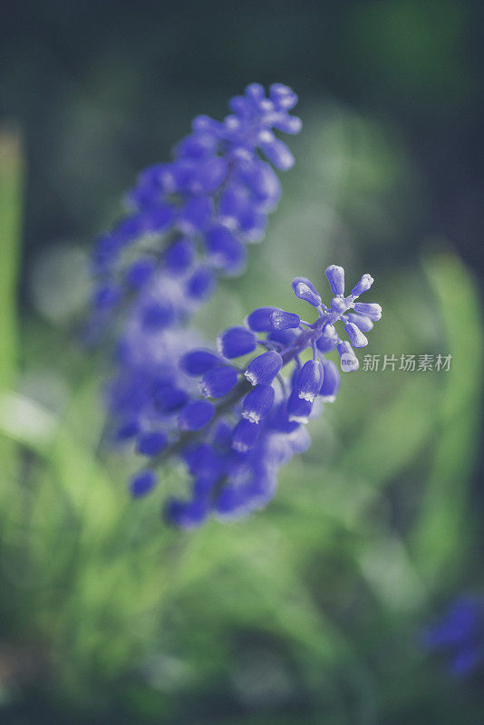 葡萄风信子花盛开