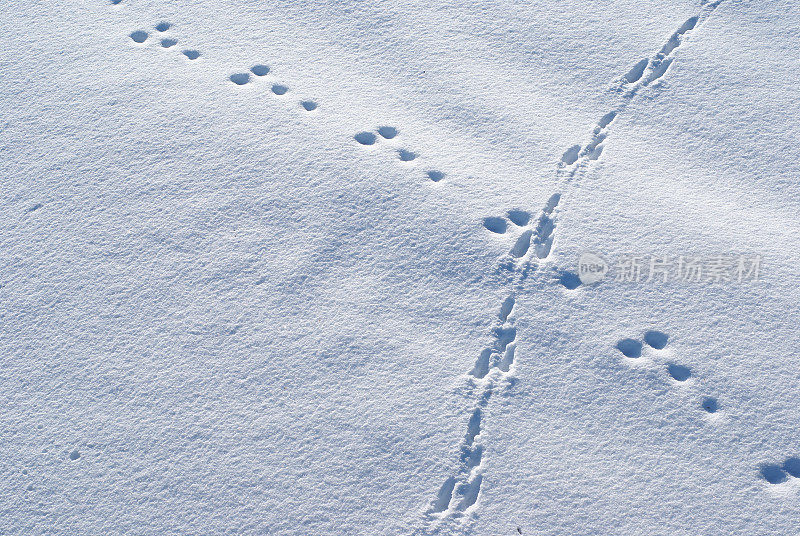 兔子在未动过的雪地上留下的足迹