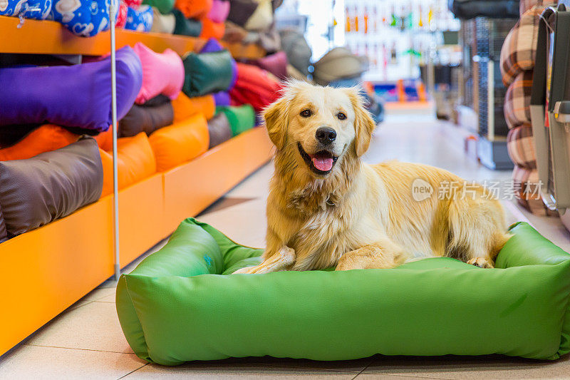 可爱的金毛猎犬在宠物店休息