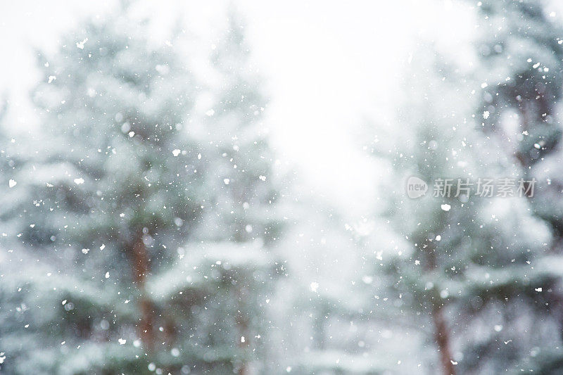 冬天的场景——树林里下雪