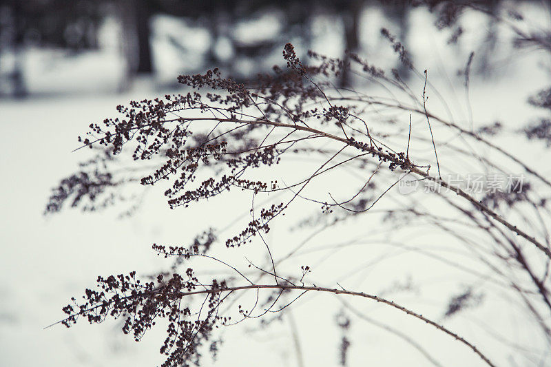冬天的杂草在微风中跳舞