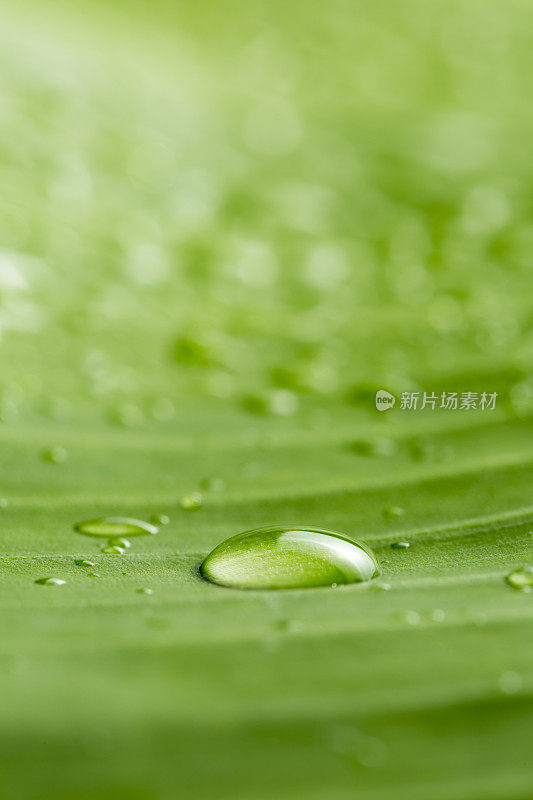 带雨滴的叶子