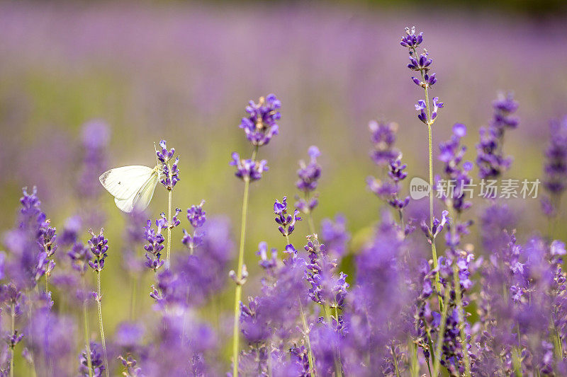 紫色的薰衣草花和蝴蝶