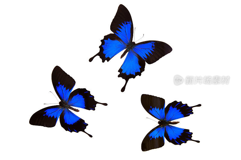 蓝色大闪蝶孤立在白色背景