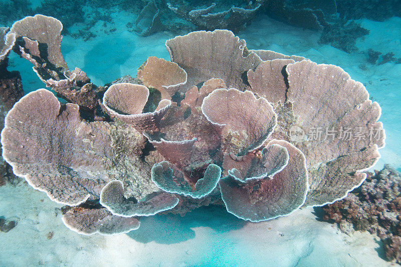 滚动板珊瑚