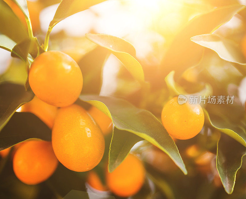 中国橘子-金橘