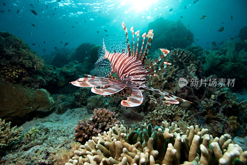 在印度尼西亚布纳肯岛的暗礁上捕猎红狮子鱼