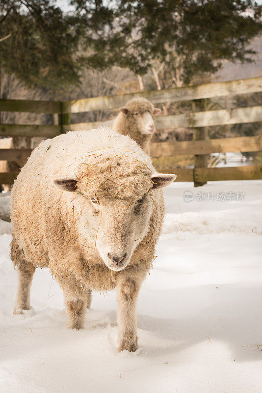 雪地上的农场绵羊