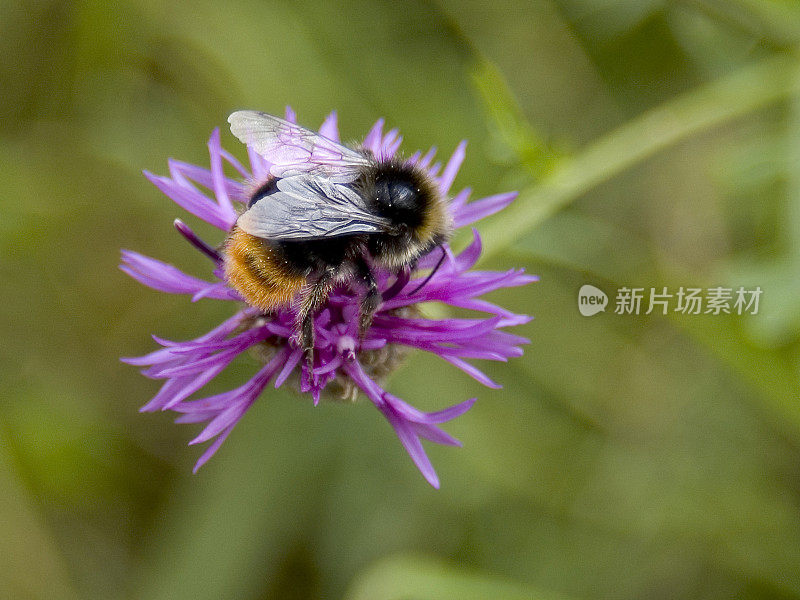 蜜蜂在三叶草里。