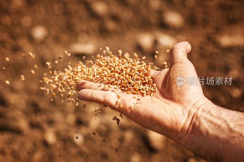 播种者的手拿着小麦种子