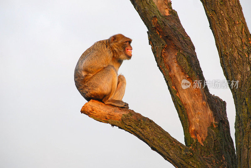 巴巴里猕猴的面部表情