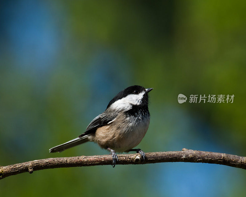 黑顶山雀栖息在树枝上