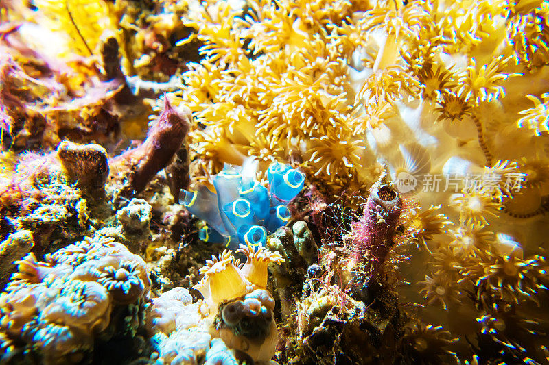 印度尼西亚的水下珊瑚礁