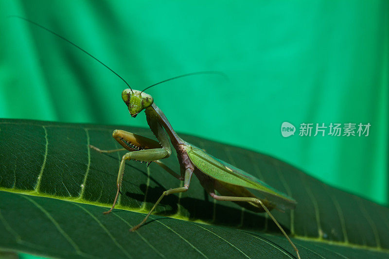 螳螂的宗教