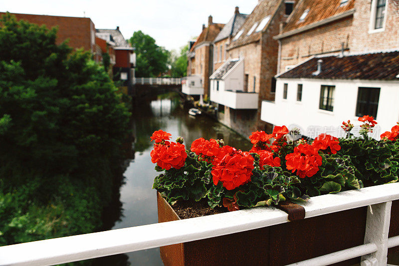 荷兰运河边的天竺葵和房屋