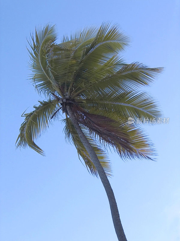 风中的棕榈树